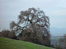 Gnarly Tree in California